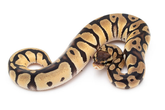 Ball Python Snake macro closeup isolated white background