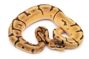 Ball Python Snake macro closeup isolated white background