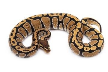 Naklejka premium Ball Python Snake macro closeup isolated white background