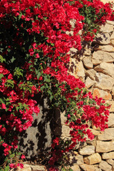 Bougainvillea
