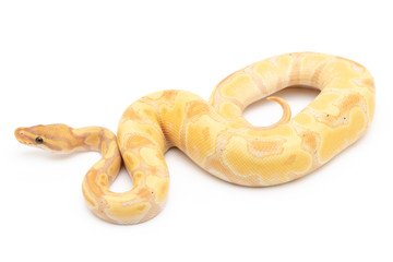 Ball Python Snake macro closeup isolated white background
