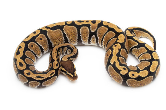 Ball Python Snake macro closeup isolated white background