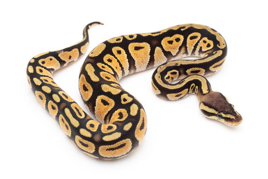 Ball Python Snake macro closeup isolated white background