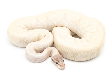 Ball Python Snake macro closeup isolated white background