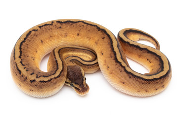 Ball Python Snake macro closeup isolated white background