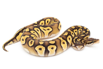 Ball Python Snake macro closeup isolated white background
