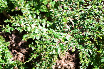  nature background of green leaves and textures