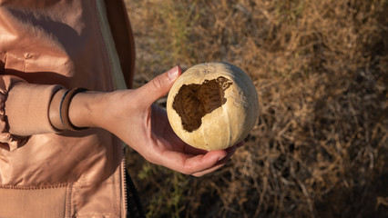 hand and an old squash