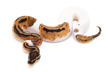Ball Python Snake macro closeup isolated white background