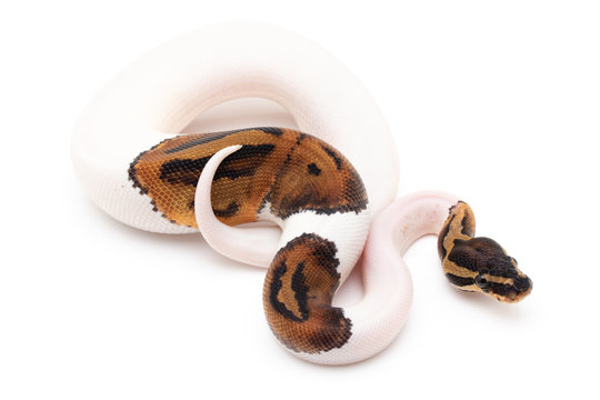 Ball Python Snake macro closeup isolated white background