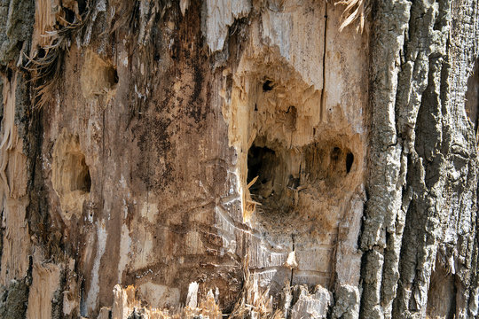 close up of a large woodpecker hole in tree trunk