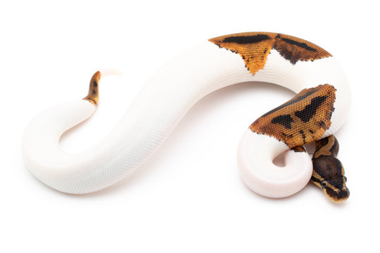 Ball Python Snake macro closeup isolated white background