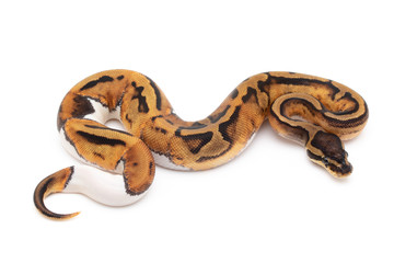 Ball Python Snake macro closeup isolated white background