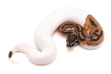 Ball Python Snake macro closeup isolated white background