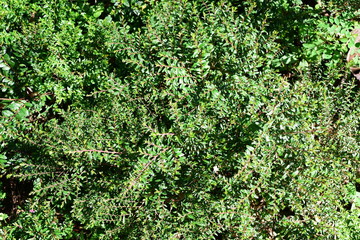 Obraz premium natura tło zielonych liści i tekstur