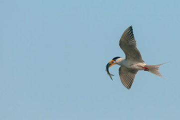 A river tern with fish catch in flight