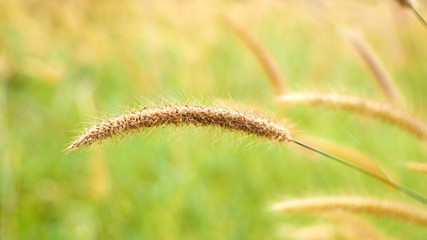 grass flower outdoor summer. cattail flower