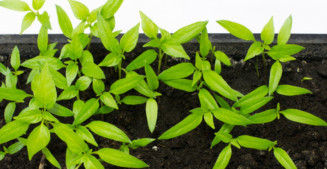 Seedlings. Small green sprouts of pepper in black soil. Close-up.