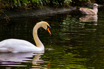 Fototapeta premium Mute swan cygnets, Cygnus olor, watched over by pen and cob, swimming in Grand Canal, Dublin, Ireland. Four young fluffy baby swans with soft down in water beside mother and father