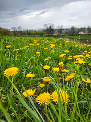 Fototapeta premium Yellow flowers hill under blue cloudy sky