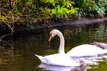 Obraz premium Pair of mute swans, preening their plumage on a pond.
