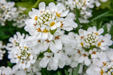 White flowers of the Iberis sempervirens