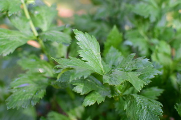  nature background of green leaves and textures