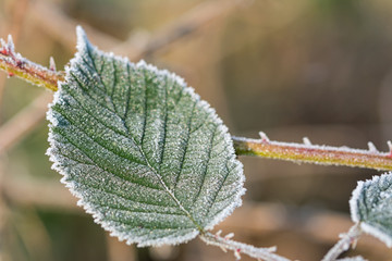 Closeup shot of a frozen green leaf in winter covered by beautiful ice crystals