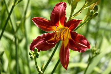 Summer sunny day. A bright single flower of a day lily with claret petals and a yellow throat on a...