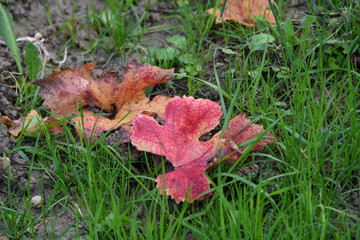 red vine leaves during autumn season