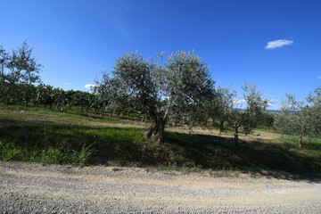 olive trees in Tuscany during summer season. Italy.