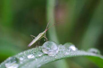 Morning dew and insect
