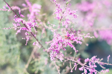 Wespe auf einer Blume in Italien, lila Blumen, im Sommer 