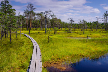 Viru bog (Viru Raba) in Lahemaa national Park, a popular natural attraction in Estonia, a tourist...