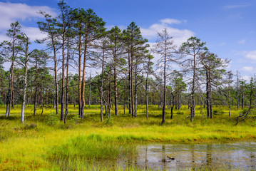 Viru bog (Viru Raba) in Lahemaa national Park, a popular natural attraction in Estonia, a tourist...