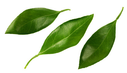 Citrus leaves isolated on a white background