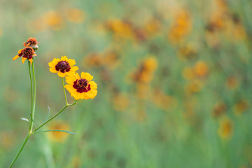 Selective focus  Plains coreopsis or garden tickseed flower in a garden.Beautiful blurred blossom  flower in nature.