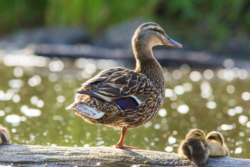 Mallard babies in spring