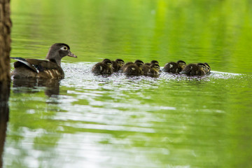 wood duck female with ducklings 