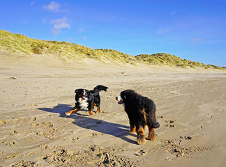 Two Bernese Mountain Dogs playing on the beach, Camber Sands, England 