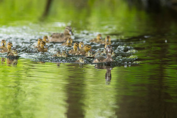 Mallard and wood duck family in spring