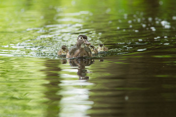 wood duck female with ducklings 