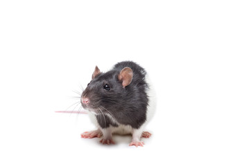 rat on white background.