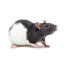 rat on white background