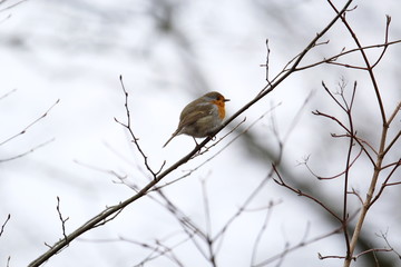 Ein Rotkehlchen sitzt im Winter auf einem dünnen Ast vor hellem Hintergrund, Erithacus rubecula