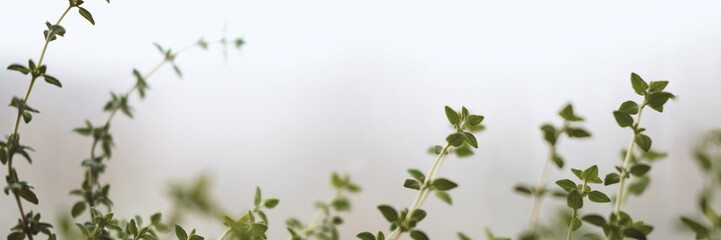 Indoor microgreens and garden room concept. Green spices rosemary and oregano plant on windowsill in winter and autumn season. Banner of nature background with copyspace. Stock photo.