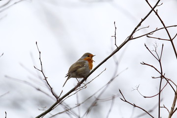 European robin redbreast sits on a thin branch in winter an singing with its beak wide open, Erithacus rubecula