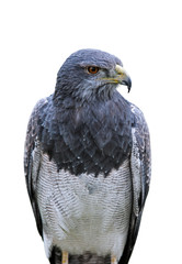 Black-chested buzzard-eagle / grey buzzard-eagle / Chilean blue eagle (Geranoaetus melanoleucus) against white background