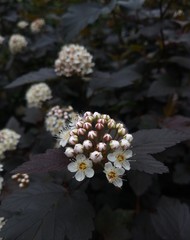 White buds bloom slowly.  Small white flowers and buds.