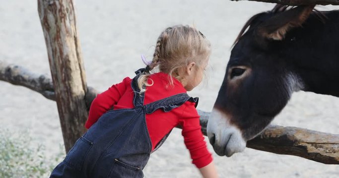 Cute blonde little girl feeds hungry burros with grass and walks away from fence on agricultural farm close view